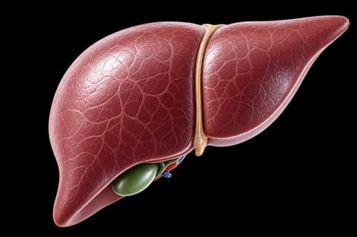 Liver