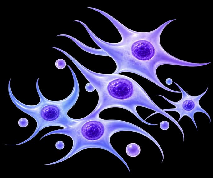 MSC Immunophenotype